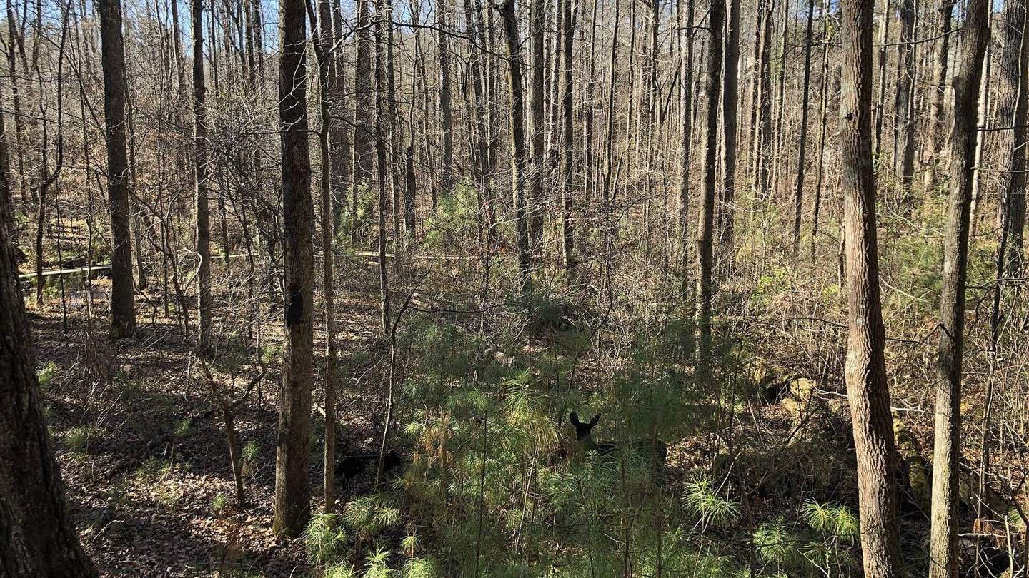 Tall bare trees along a wooded trail at Autrey Mill Nature Preserve in winter