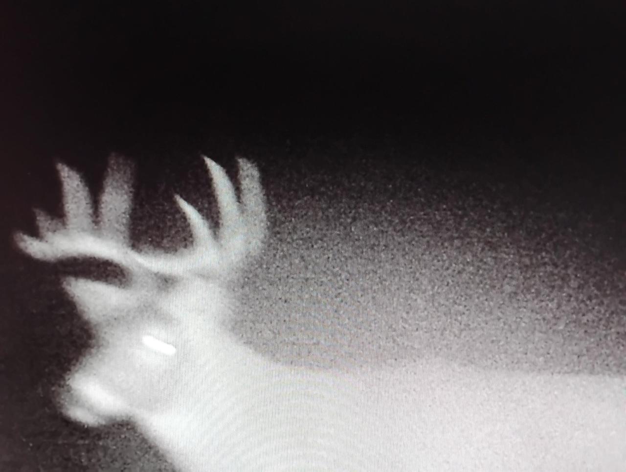 Much Wildlife to See<br/>