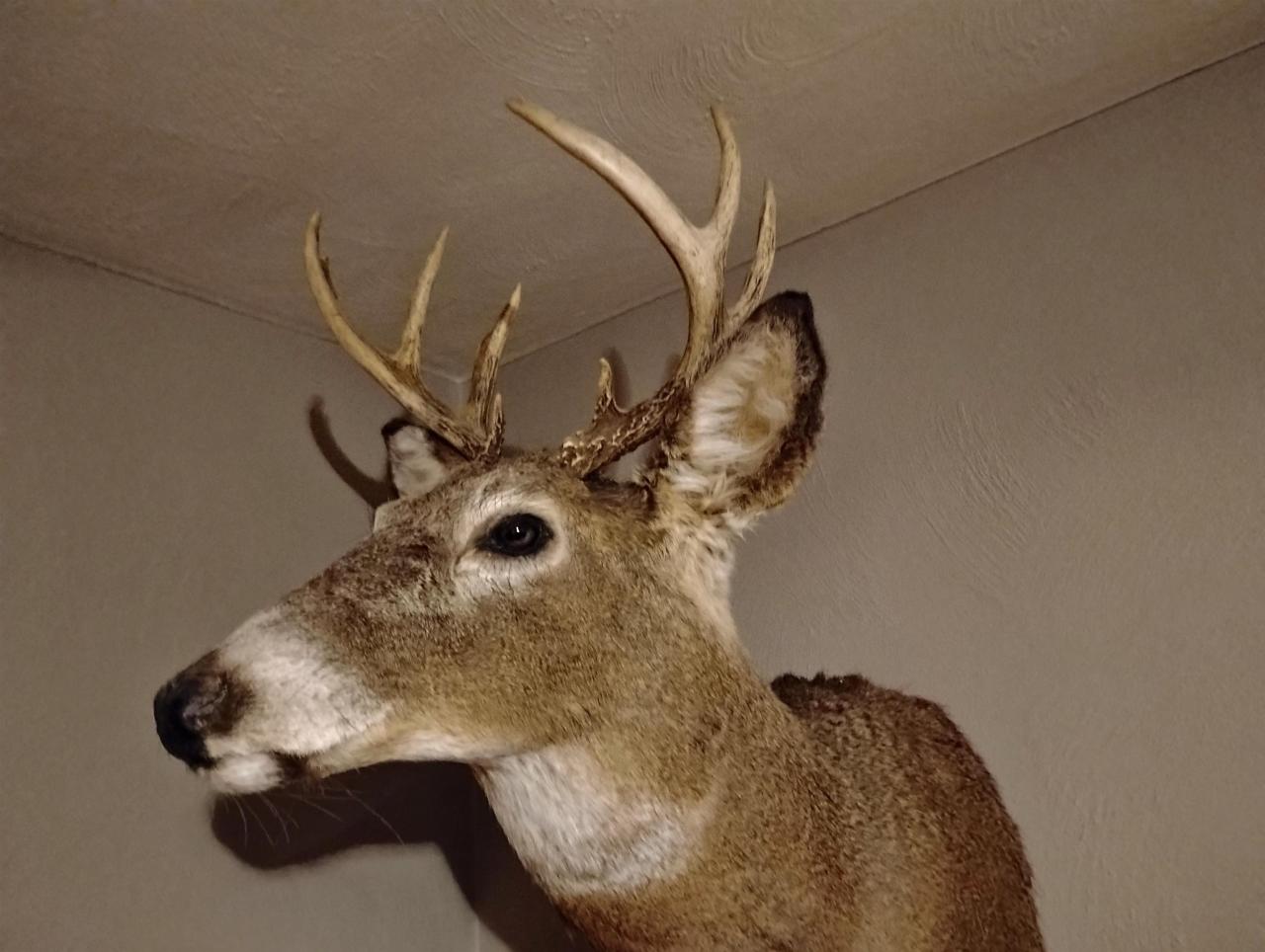 Bucks Harvested on this Property...<br/>