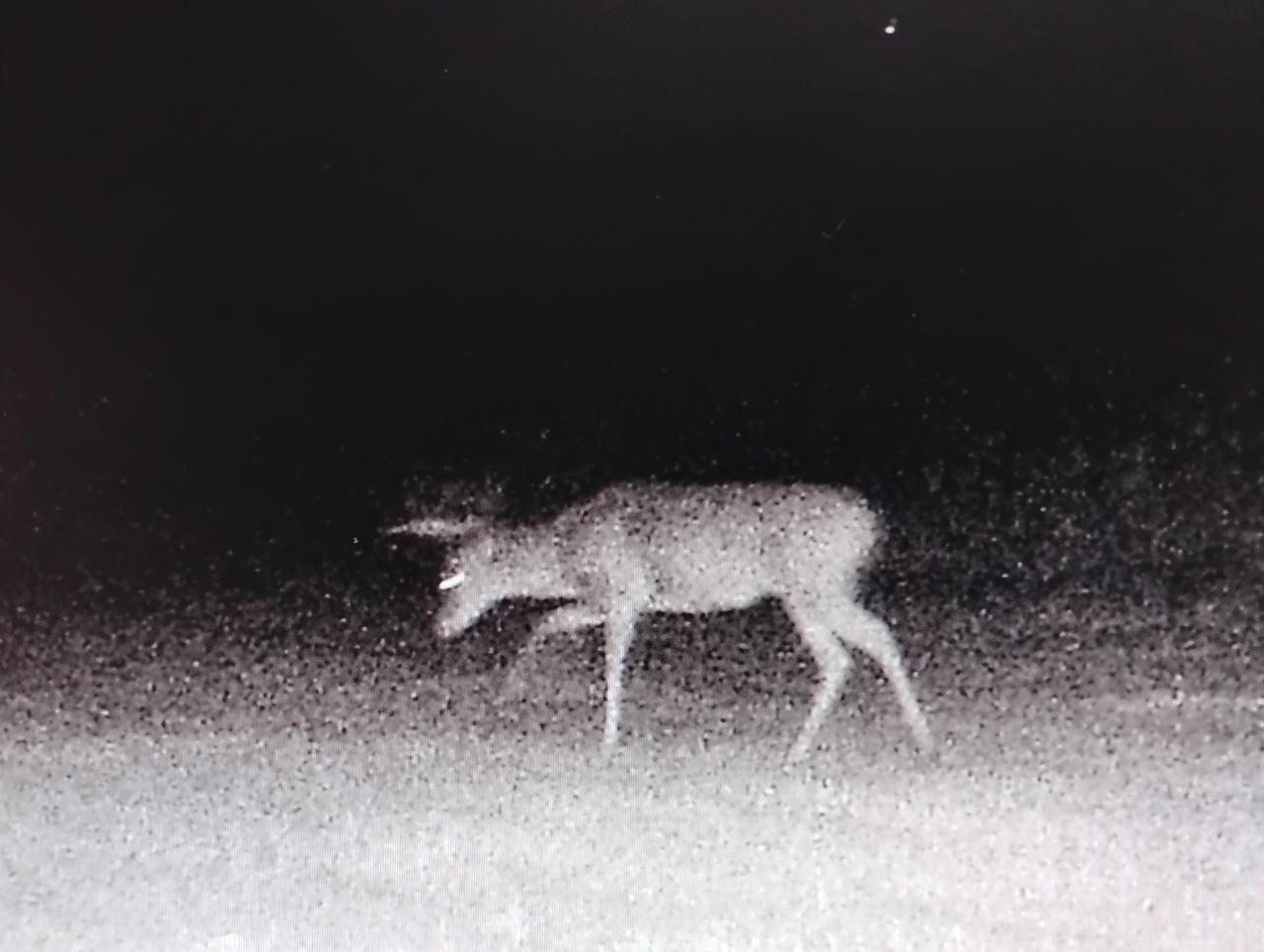 Trail Cam Views<br/>