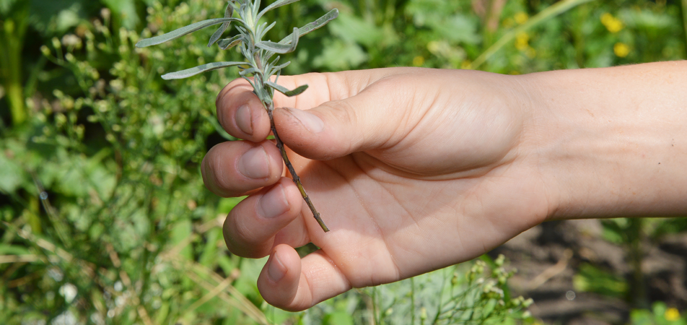 How to Grow a Plant From a Cutting