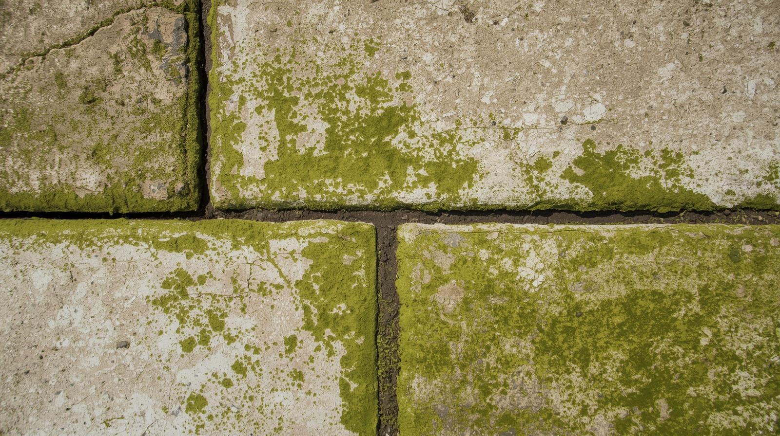 How to Remove Green Algae from Concrete Patio, Driveway, Sidewalk