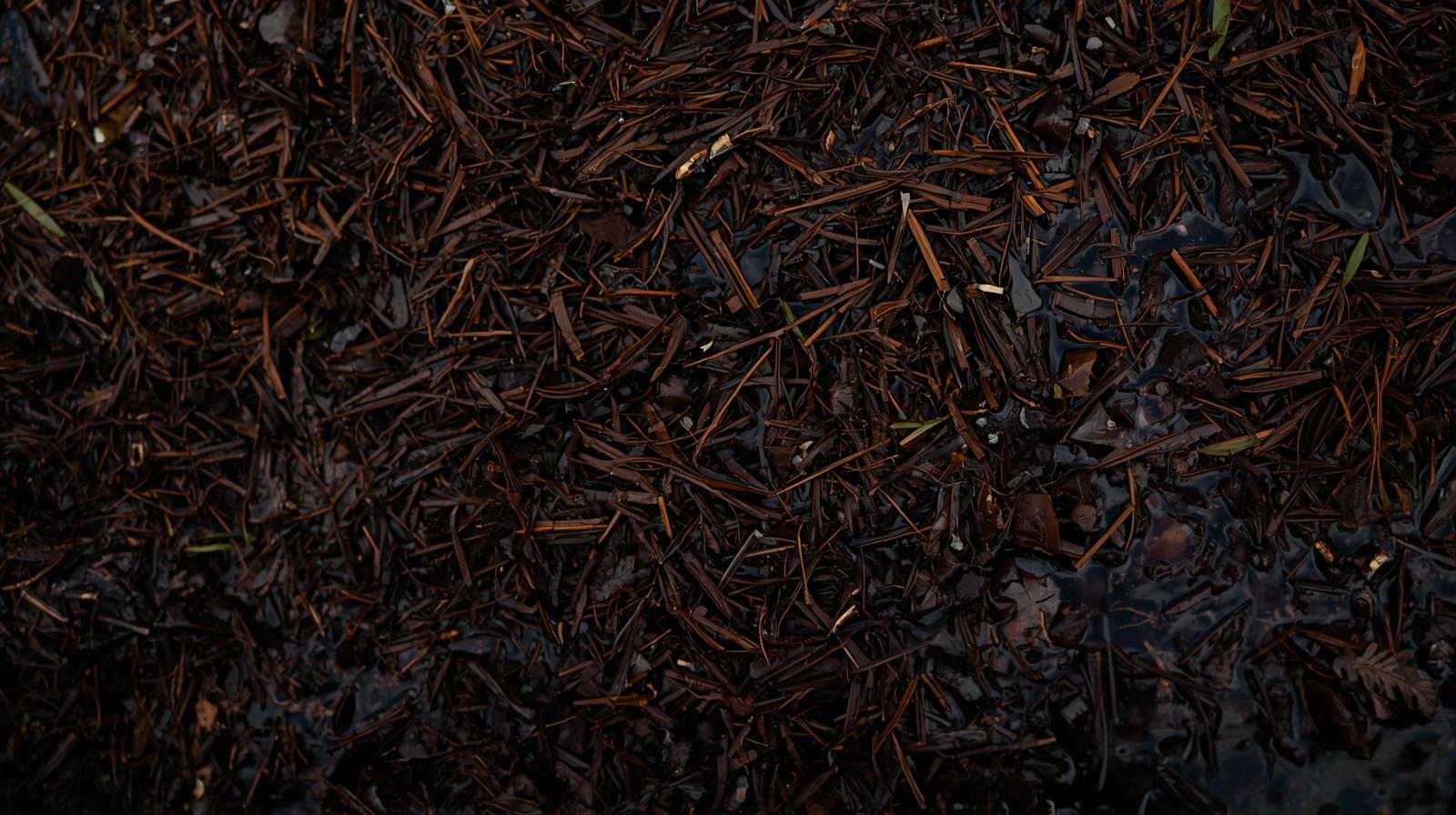 What Is Peat Moss? And Why You Should Skip It