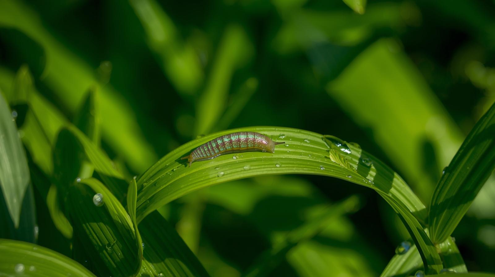 What to do about garden slugs