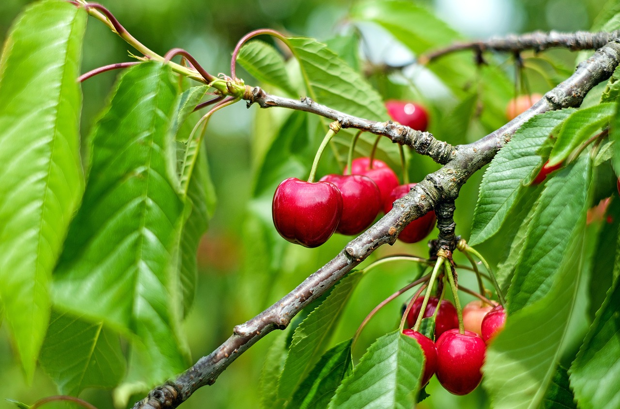 How to grow and care for cherry trees.