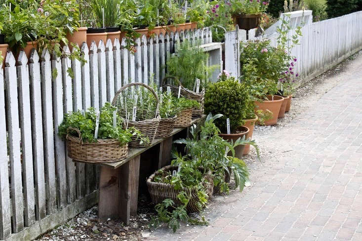 Everything You Need to Know About Herb Gardens