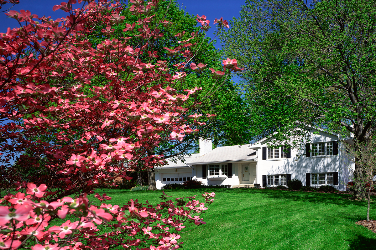 10 Types of Dogwood Trees to Beautify Your Yard Year-Round