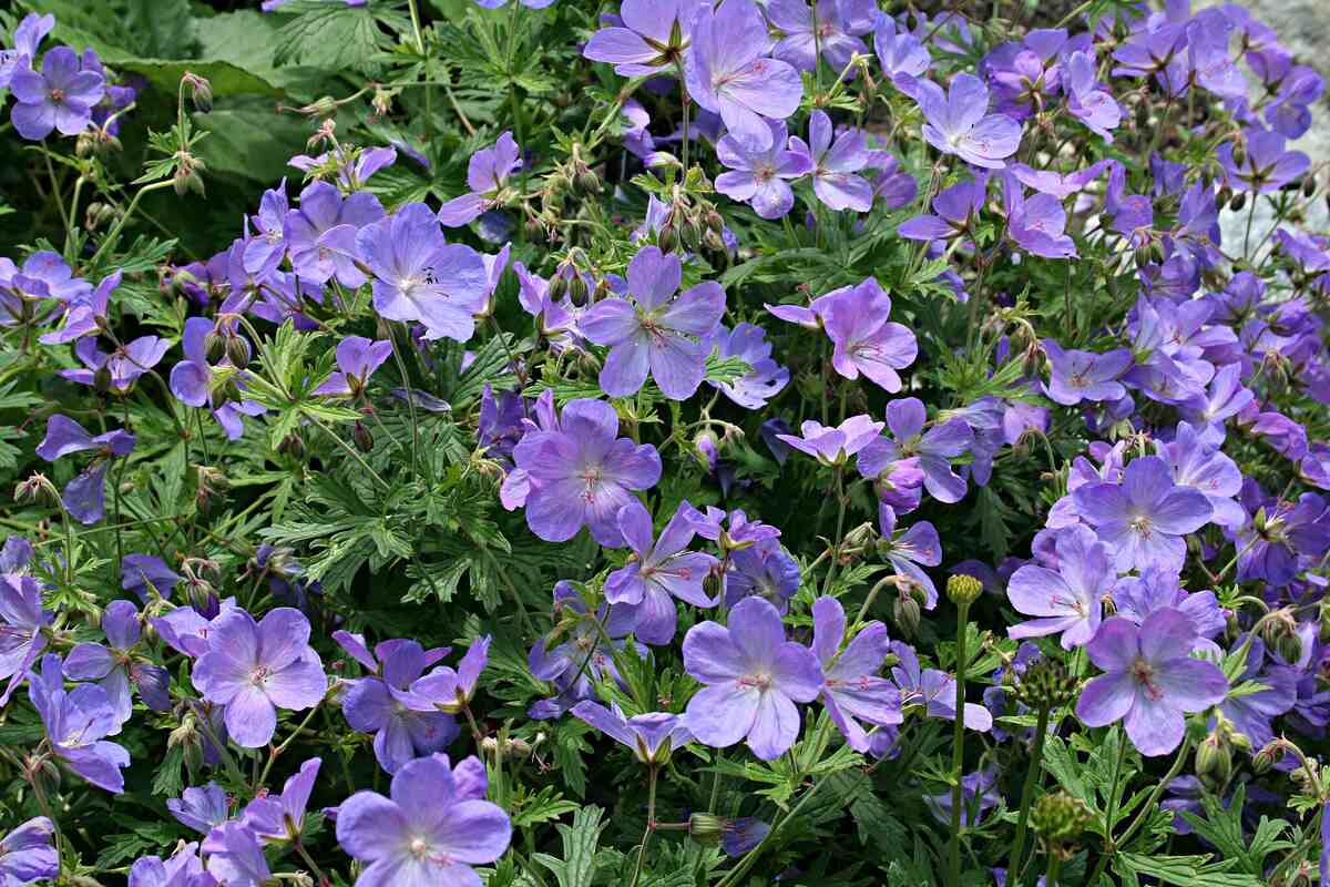 13 Herbs and Flowers to Keep Bugs Away in Your Yard