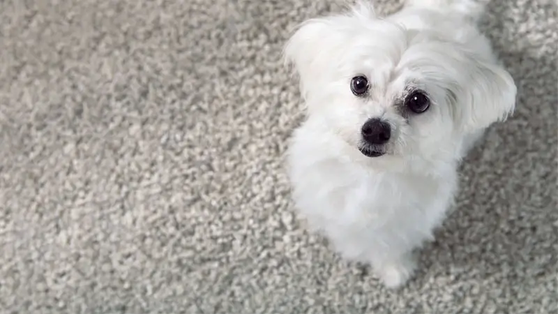How To Clean Dog Poop From Carpet