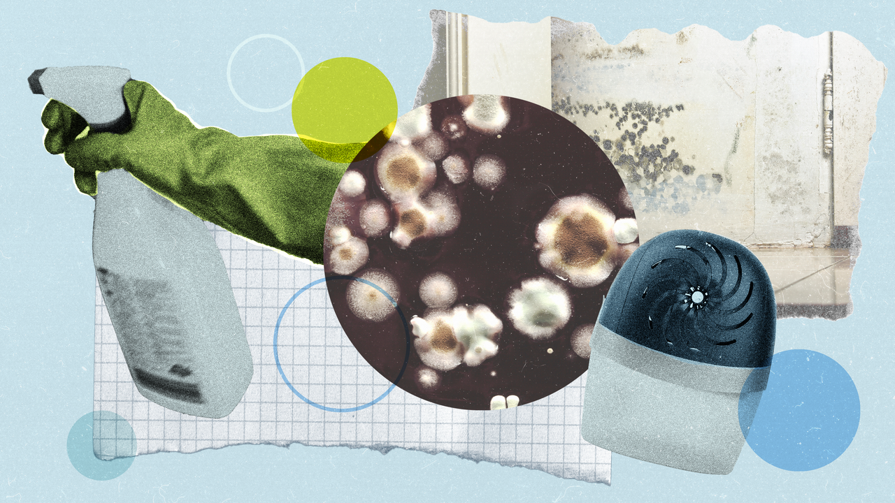 How to Get Rid of Mold and Mildew and Stop It in Its Tracks
