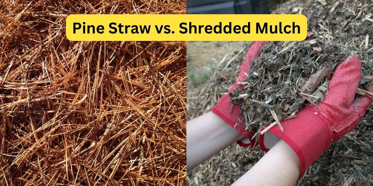 Pine Straw vs. Mulch