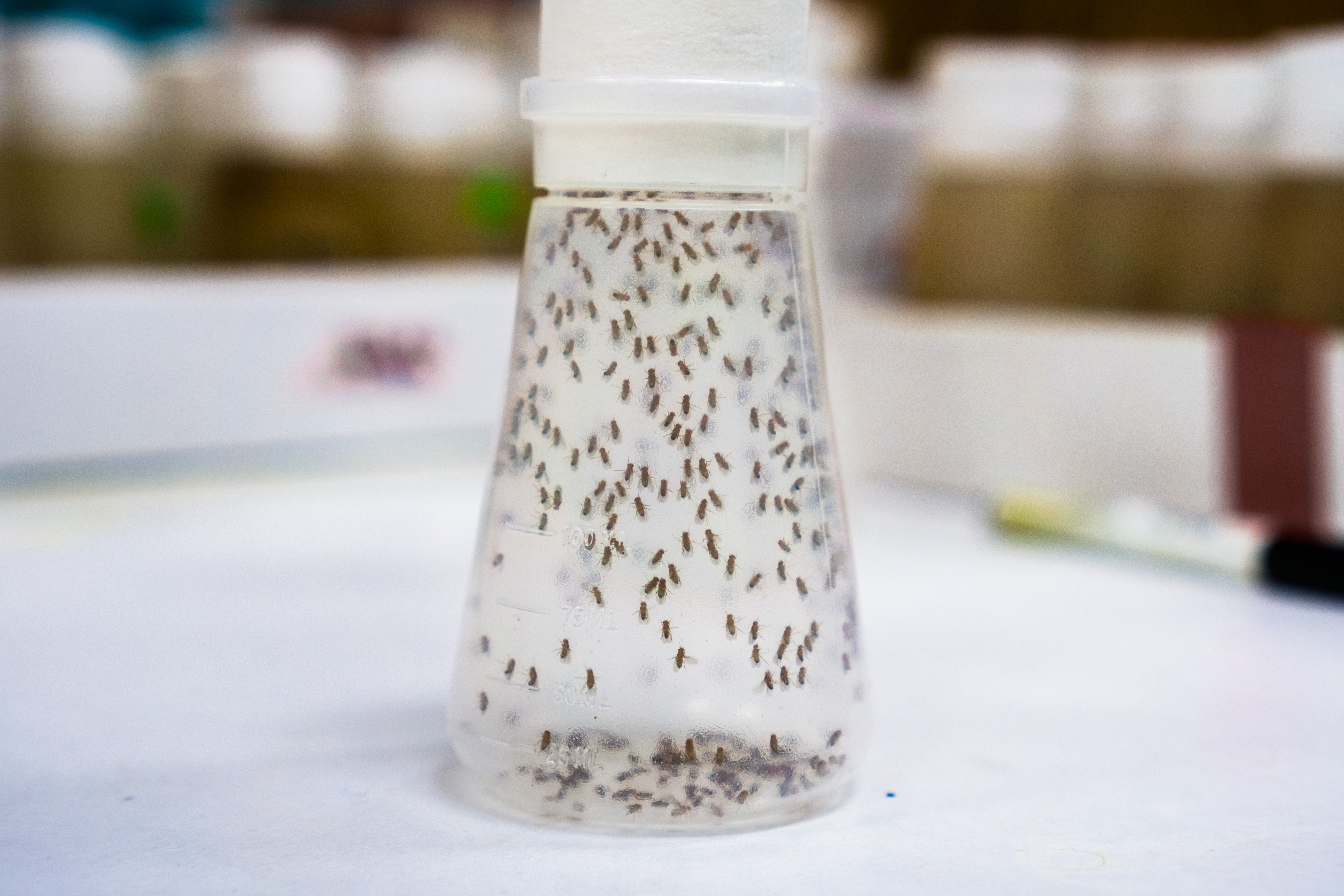 How to Get Rid of Fruit Flies: 5 DIY Traps